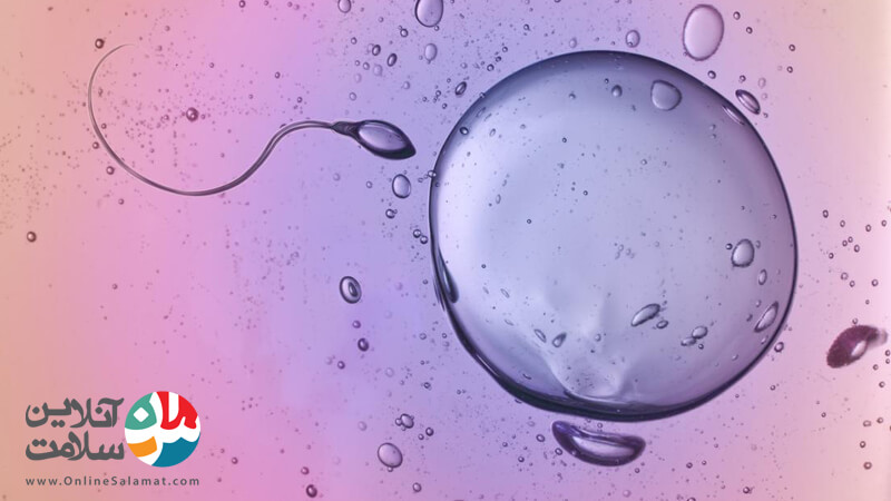 چگونه تخمک گذاری و باروری شکل می گیرد